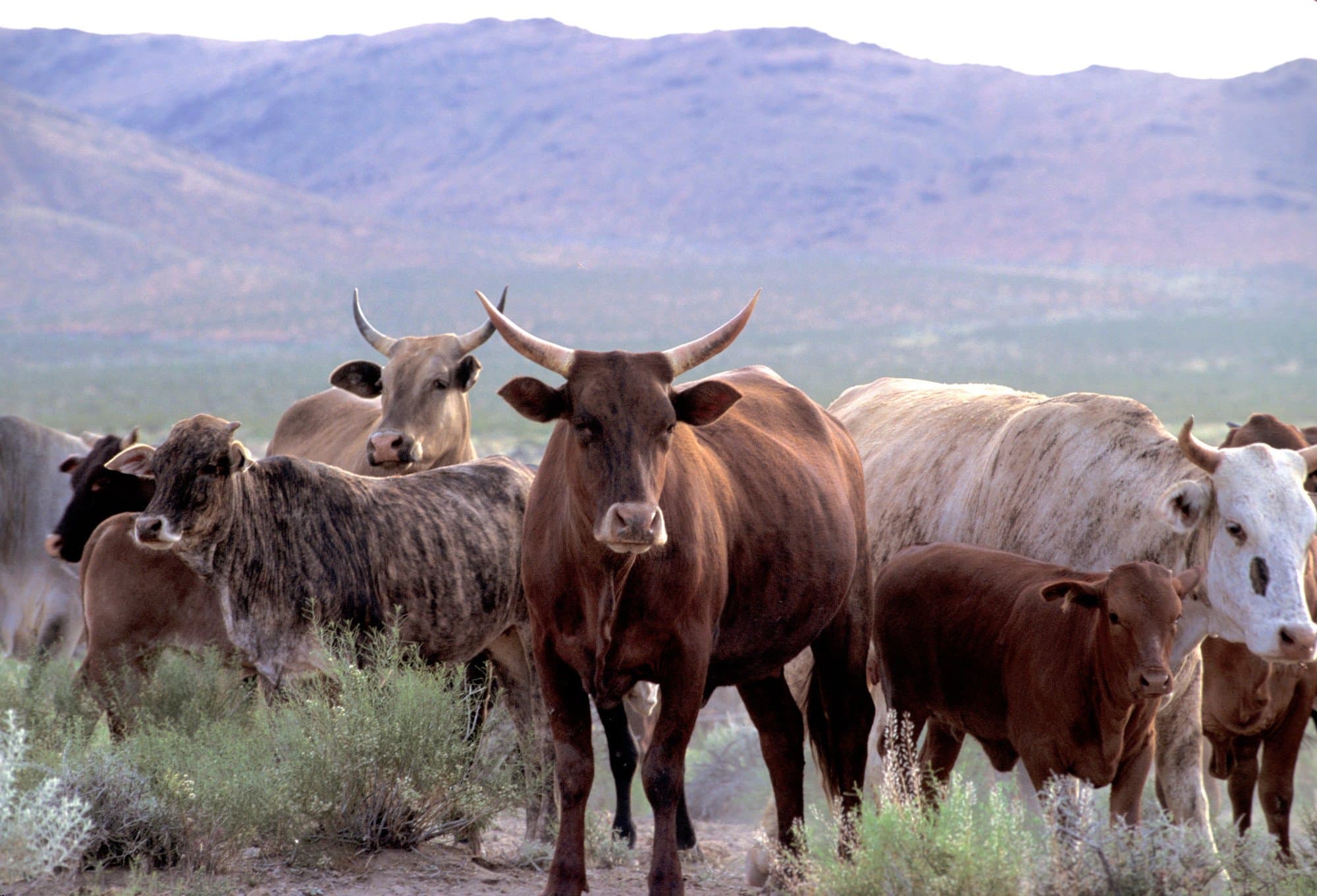 Farmer using ThermoSnoop app
